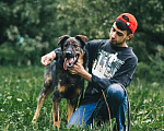 Собаки в Москве: Конар Мальчик, Бесплатно - фото 2