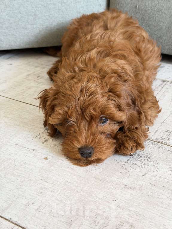 Собаки в Ульяновске: Мальтипу Мальчик, 55 000 руб. - фото 4