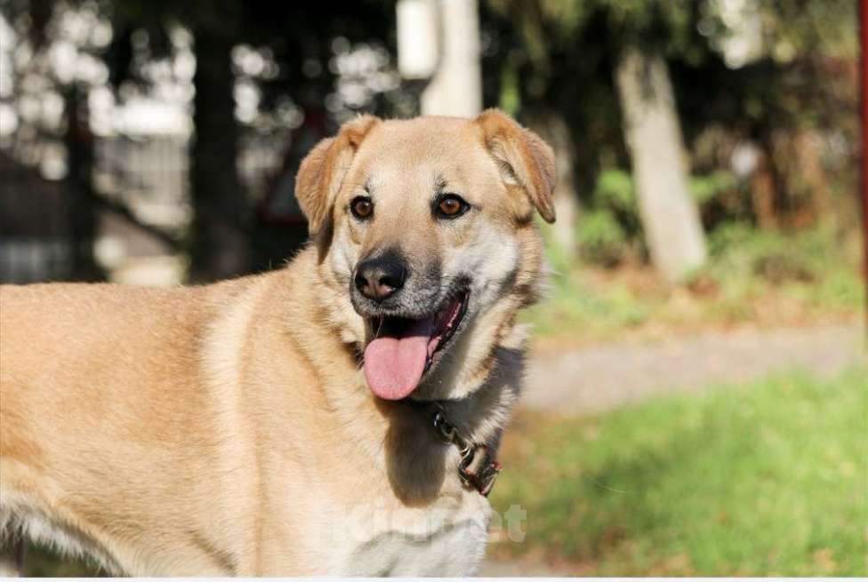 Собаки в Москве: Чудесная Барабулька ищет дом и любящую семью! Девочка, Бесплатно - фото 1