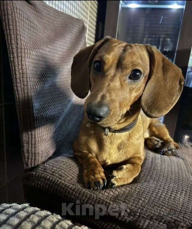 Собаки в Тюмени: Продам мини-таксу Девочка, 10 000 руб. - фото 2