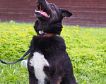 Собаки в Москве: Чудесная Джульетта в потсках дома Девочка, Бесплатно - фото 7