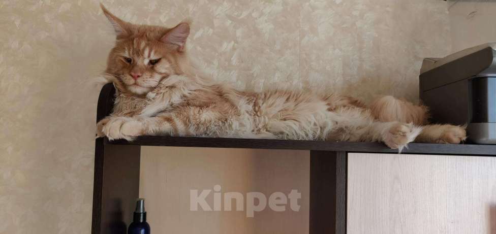 Кошки в Москве: Вязка с мейн-куном, 5 000 руб. - фото 1