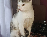 Кошки в Калуге: Котенок Девочка, Бесплатно - фото 5
