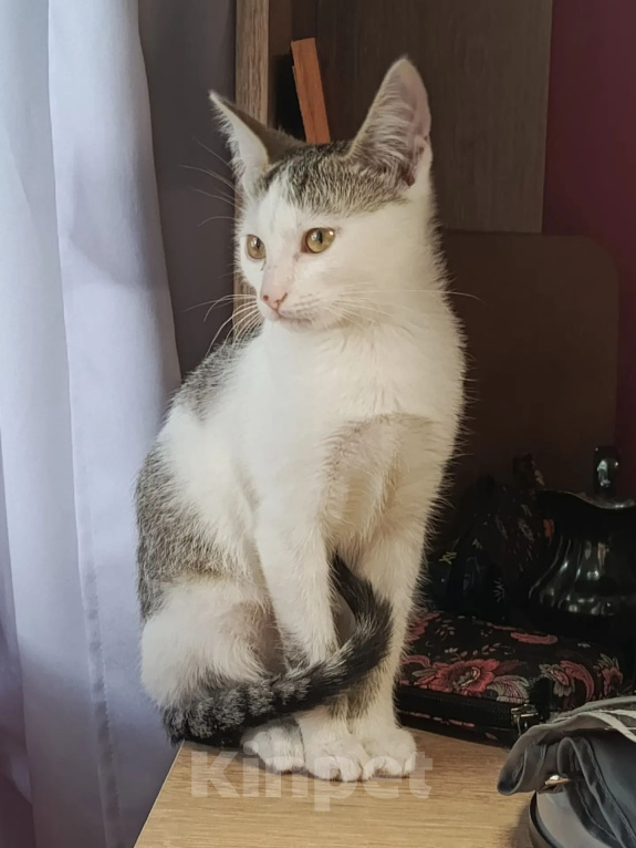 Кошки в Калуге: Котенок Девочка, Бесплатно - фото 5