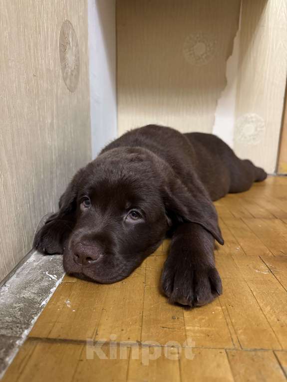 Собаки в Люберцах: ЭЛИТНЫЙ ЩЕНОК ЛАБРАДОРА- РЕТРИВЕРА, ШОКОЛАДНОГО ОКРАСА Девочка, 100 000 руб. - фото 10