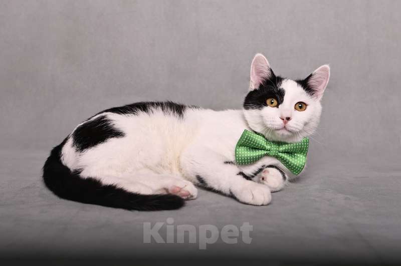 Кошки в Москве: Нежный и ласковый котенок Симба в добрые руки Мальчик, 1 руб. - фото 5