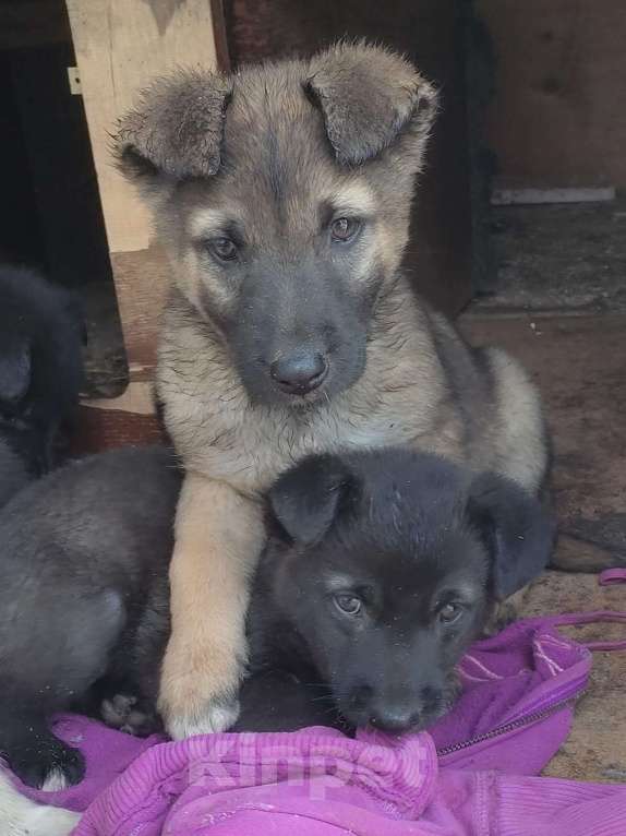 Собаки в Курске: Щенок в добрые руки  Девочка, 10 руб. - фото 3