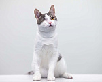 Кошки в Москве: котенок Захар Мальчик, Бесплатно - фото 4