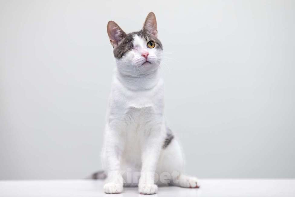 Кошки в Москве: котенок Захар Мальчик, Бесплатно - фото 4