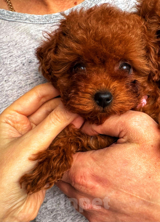 Собаки в Москве: Тикап тедди пудель Китай Девочка, 200 000 руб. - фото 9