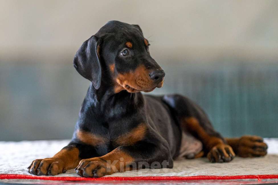 Собаки в Москве: Перспективные щенки добермана Мальчик, 80 000 руб. - фото 6