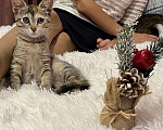 Кошки в Москве: Маленькие котята в добрые руки! Девочка, 1 руб. - фото 6