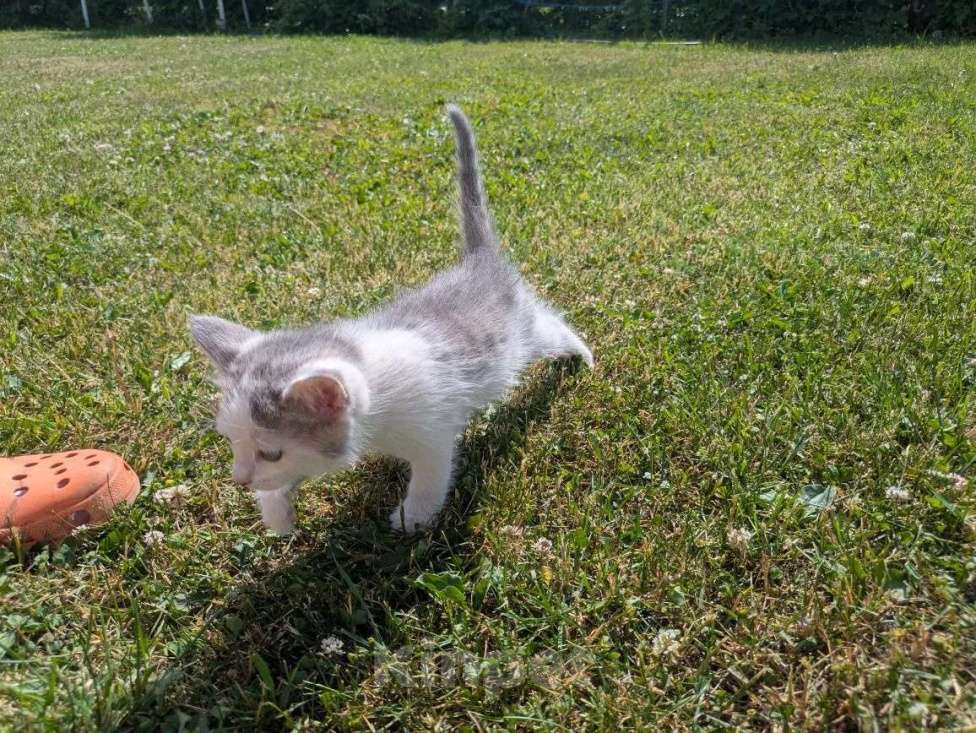 Кошки в Казани: Котенок в добрые руки Мальчик, Бесплатно - фото 3