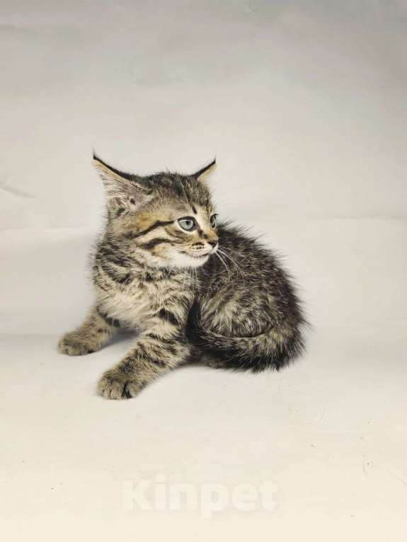 Кошки в Екатеринбурге: Котенок в добрые руки  Мальчик, Бесплатно - фото 3