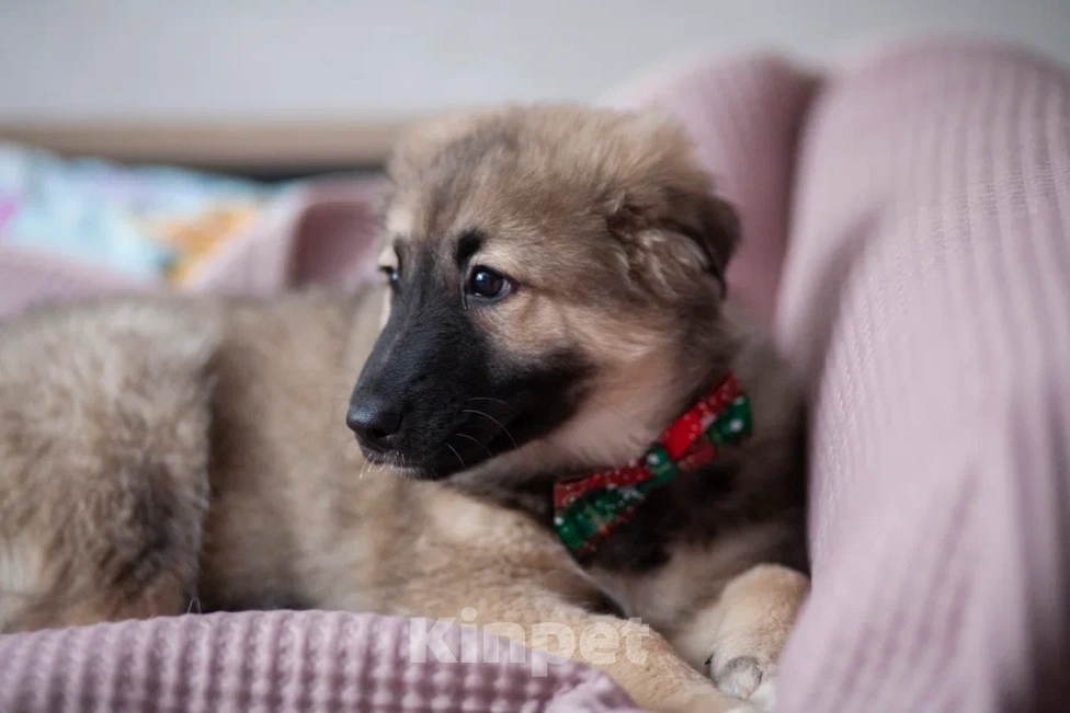 Собаки в Москве: Щенок в добрые руки Мальчик, Бесплатно - фото 5