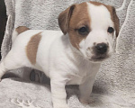 Собаки в других городах Московской области: Джек Рассел терьер щенок  Мальчик, 40 000 руб. - фото 1