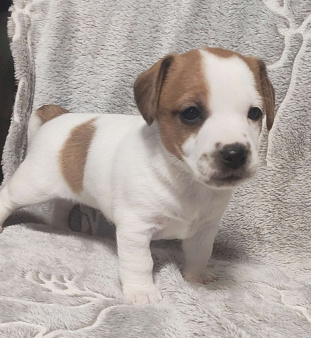 Джек Рассел терьер щенок 