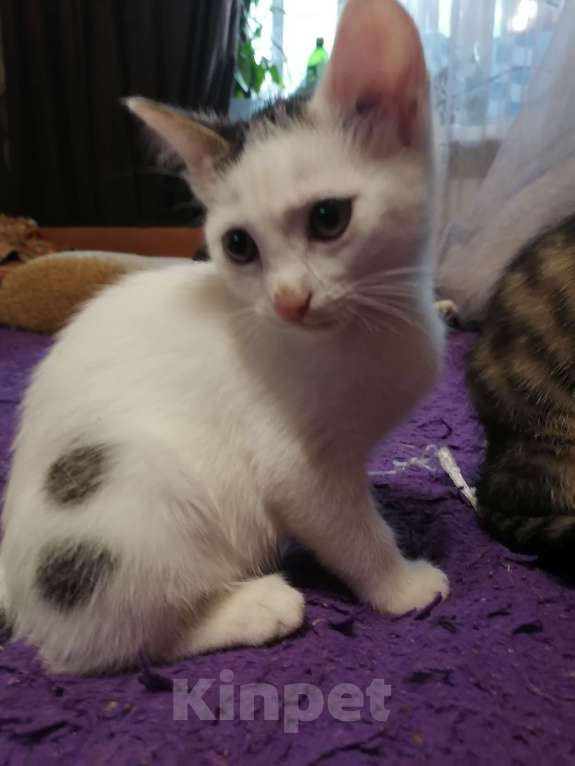 Кошки в Томске: Нежная прелестная белянка Девочка, 10 руб. - фото 7