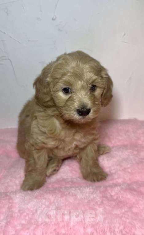 Собаки в Новосибирске: Мальтипу F1 Девочка, 150 000 руб. - фото 3