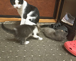 Кошки в Пензе: Делюсь радостью Мальчик, Бесплатно - фото 3