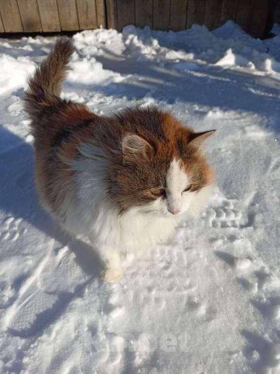 Кошки в Калуге: Кошка Девочка, Бесплатно - фото 9