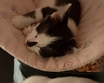 Кошки в Жуковском: Котенок девочка Семечка Девочка, Бесплатно - фото 9