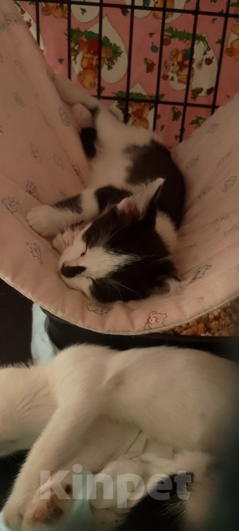 Кошки в Жуковском: Котенок девочка Семечка Девочка, Бесплатно - фото 9