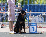 Собаки в Тольятти: Вязка ротвейлера Мальчик, 1 руб. - фото 2
