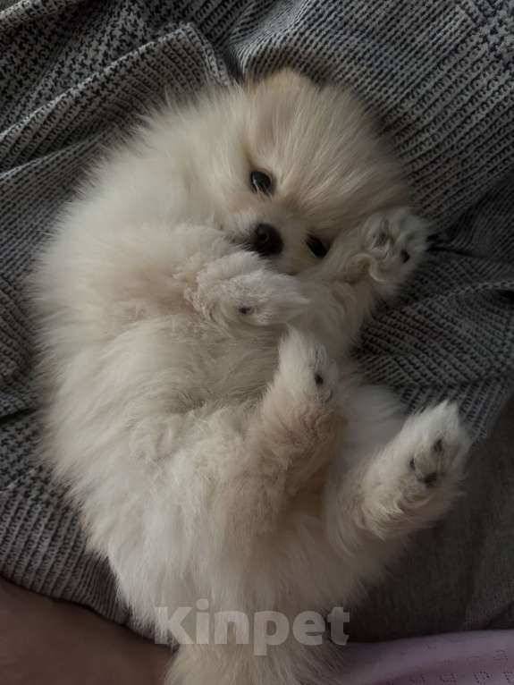 Собаки в Воронеже: Миленький щенок ищет своих хозяев . 2 месяца , кушает сухой корм, к пеленке приучен Мальчик, 25 000 руб. - фото 3