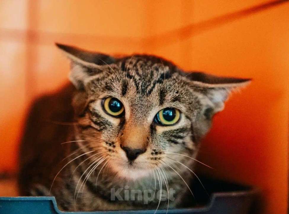 Кошки в других городах Московской области: Подарите Анчоусу дом! Мальчик, Бесплатно - фото 3