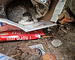 Кошки в Москве: Котёнок-шпротик Андрюша 4 месяца  Мальчик, Бесплатно - фото 1