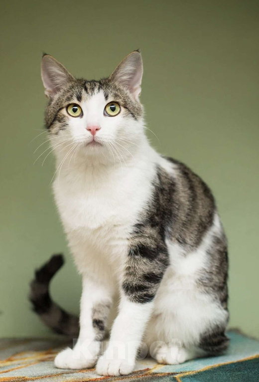 Кошки в Москве: Степан Мальчик, Бесплатно - фото 1