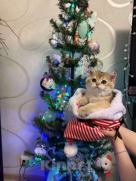 Кошки в Москве: Золотой британский котик Fox Мальчик, 45 000 руб. - фото 4