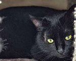 Кошки в Москве: Кошка Чернушка ищет дом Девочка, Бесплатно - фото 1