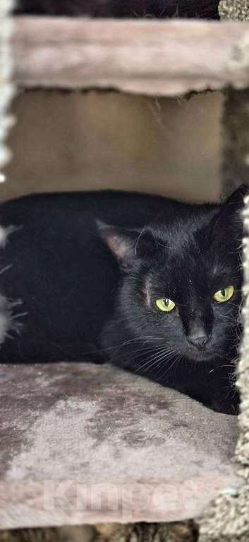Кошки в Москве: Кошка Чернушка ищет дом Девочка, Бесплатно - фото 1