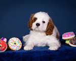 Собаки в Королеве: Кавалер Кинг Чарльз Спаниель девочка  Девочка, 60 000 руб. - фото 3
