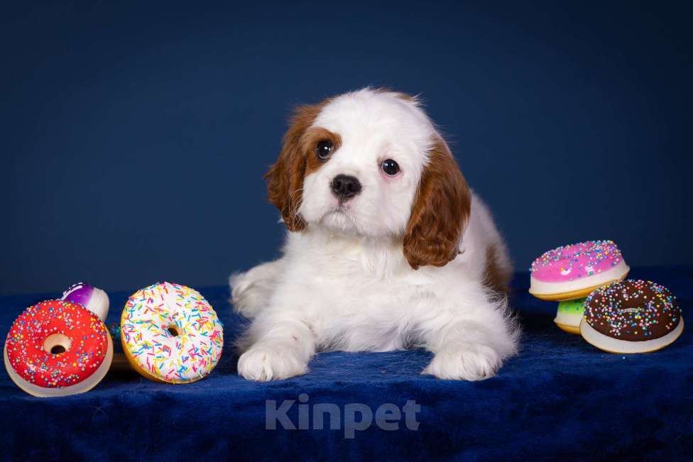 Собаки в Королеве: Кавалер Кинг Чарльз Спаниель девочка  Девочка, 60 000 руб. - фото 3