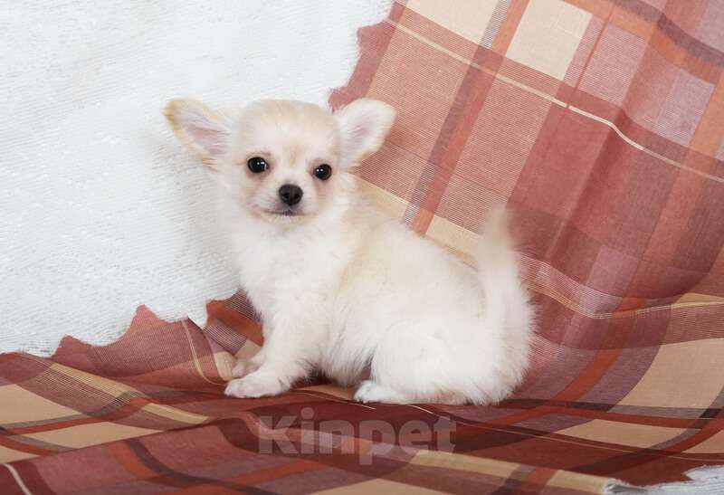 Собаки в Люберцах: Чихуахуа крем Мальчик, 50 000 руб. - фото 3