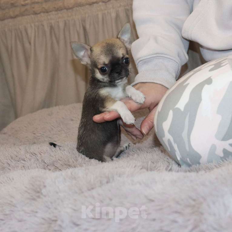 Собаки в Москве: Мини чихуахуа Мальчик, 55 000 руб. - фото 1