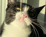 Кошки в Котельнике: Крупный молодой кот подросток Стёпка в добрые руки Мальчик, Бесплатно - фото 7