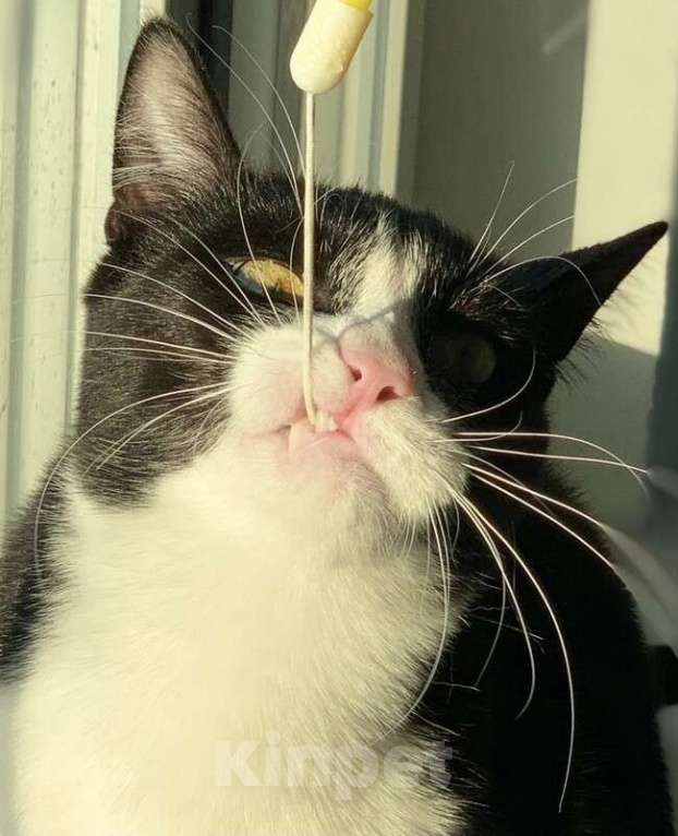 Кошки в Котельнике: Крупный молодой кот подросток Стёпка в добрые руки Мальчик, Бесплатно - фото 7