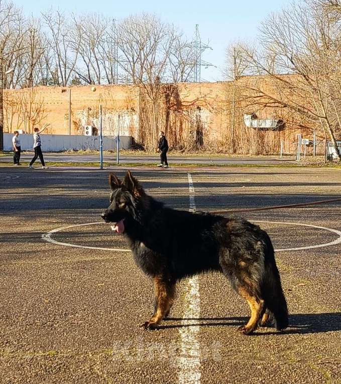 Собаки в Краснодаре: Вязка кобеля зонарного окраса 100% DDR крови Мальчик, 65 000 руб. - фото 1