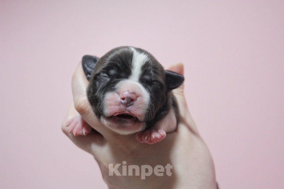 Собаки в Москве: Мальчики амстафф черного с белым окраса Мальчик, 80 000 руб. - фото 5