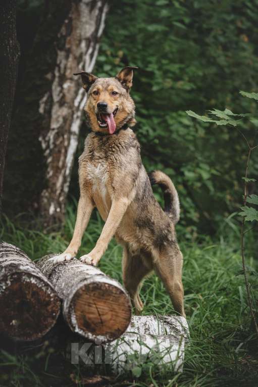 Собаки в Москве: Особенный Немо в поиске особенного человека! Мальчик, Бесплатно - фото 4