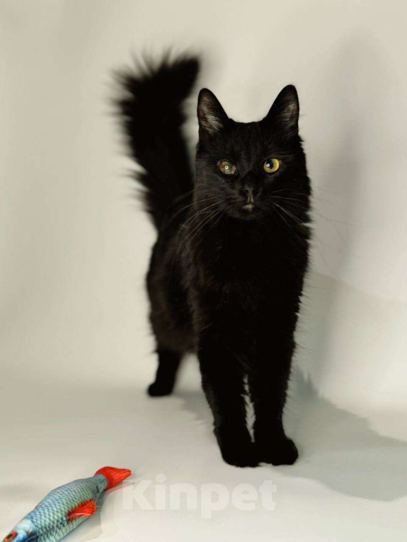 Кошки в Балашихе: Гера Девочка, Бесплатно - фото 1