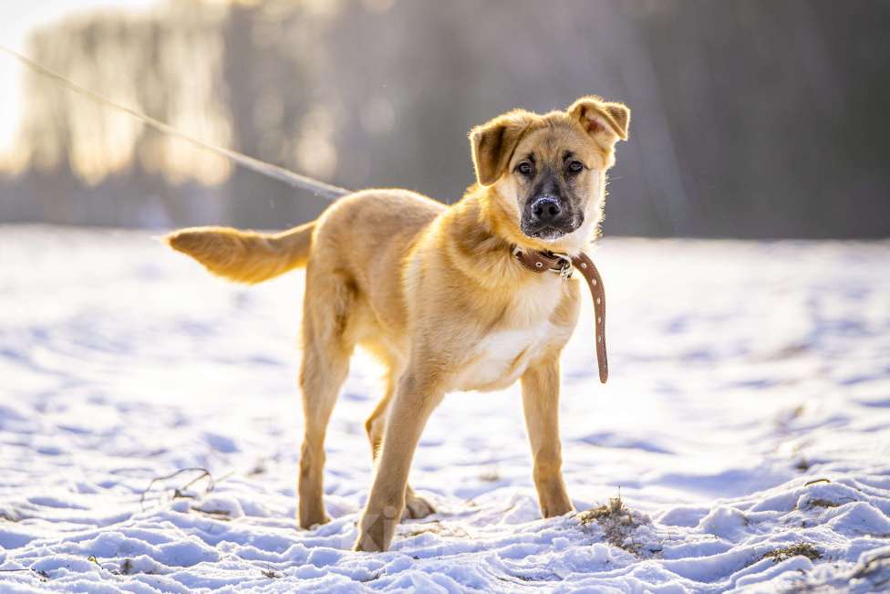 Собаки в Клине: Реджи — шаловливый пёсик Мальчик, Бесплатно - фото 8