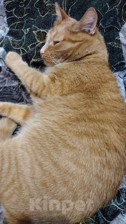 Кошки в Владимире: Отдам в хорошие, добрые руки Мальчик, Бесплатно - фото 7