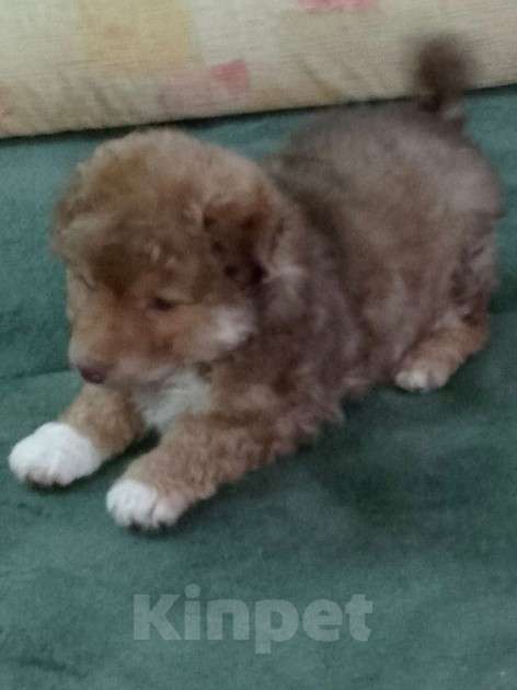 Собаки в Екатеринбурге: Красавчик  Мальчик, 20 000 руб. - фото 1