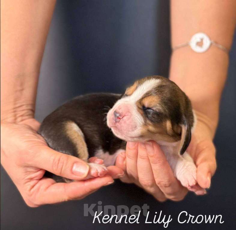 Собаки в Москве: бассет хаунд  щенок Девочка, 80 руб. - фото 1