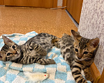 Кошки в Екатеринбурге: Бенгалькие котята (девочки и мальчики) Девочка, 10 000 руб. - фото 5